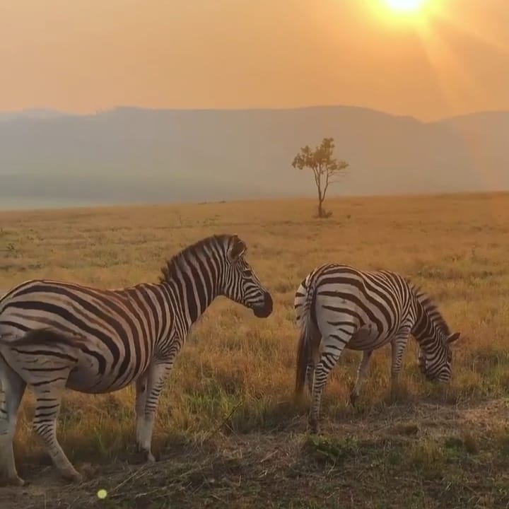 Goodmorning from Serengeti national park❣. How are you starting your 2022?
Start with a remarkeable adventure in Tanzania🦁. Talk to our expert to customize your next outing in Tanzania-Africa✊🏿
#serengetinatiionalpark #loveafricawithturacin #followforfollowback #photooftheday