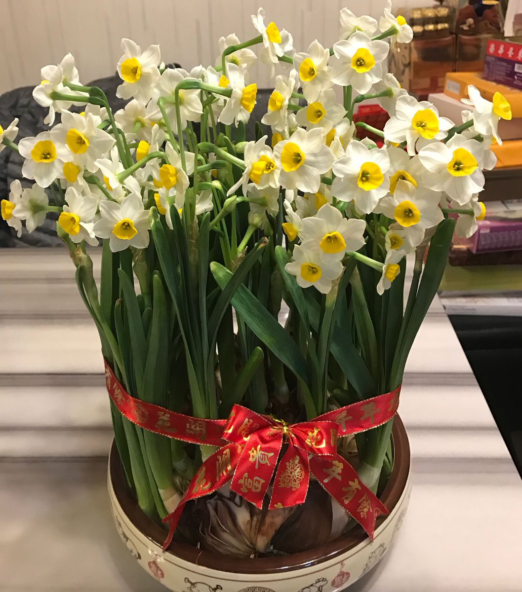 WuKaiSha's tweet photo. With support of our PSA, we are delighted that Mrs Clara Chan(Magpie AM grandmother) will hold an online workshop on planting Daffodil Bulb this Thursday afternoon. Space are limited, please enroll ASAP. See you soon. https://t.co/qd4u6VCPEn
