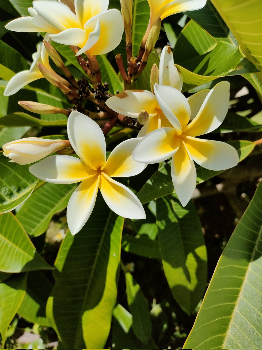 Frangipani ağaçlarım çiçek açtı. 3/1/23