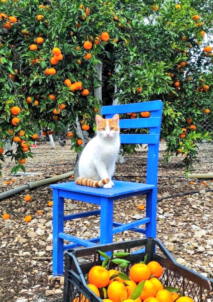 Bodrum kadar güzel bir hafta dileriz.😻🍊
#pazartesi