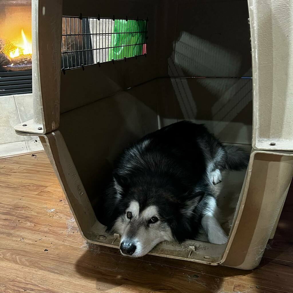Loki just hijacked Maya’s crate, I’m not sure what Maya thinks of this… butttt he looks pretty comfy. 🐾🐺 instagr.am/p/CYQkORdLhU_/