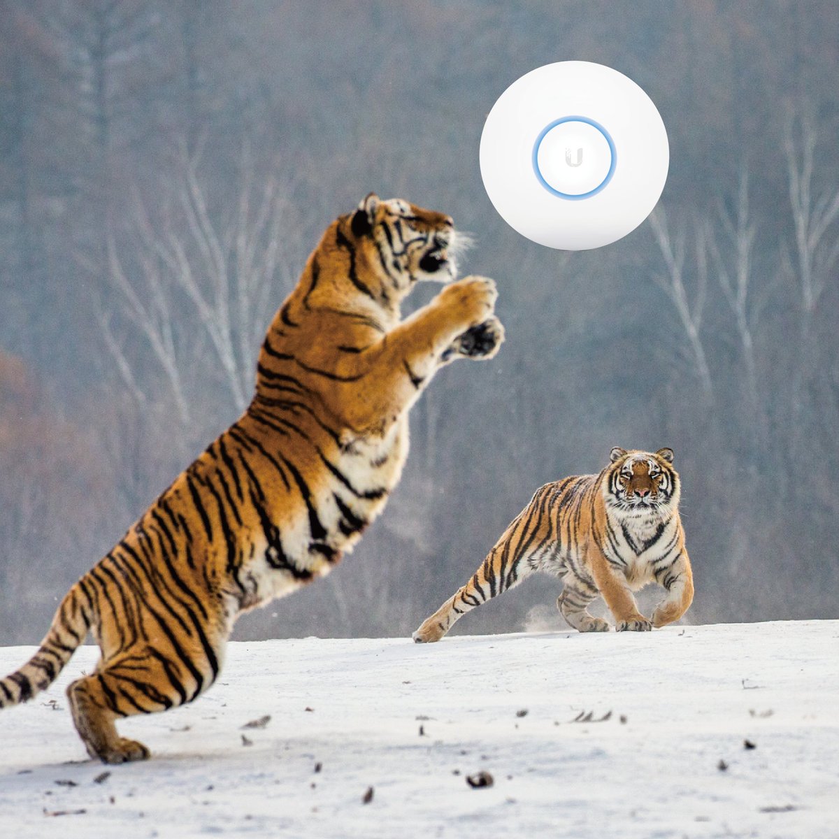UIJapan's tweet photo. あけましておめでとうございます!本年もよろしくお願いいたします!
nanoHD を助けてあげたい方はこちらで購入できます:https://t.co/AAzWAjzXTe
CAST:
寅年なので虎さん*2
UniFi nanoHD
※この画像の製作に際しAPへの危害は加えられていません
#Ubiquiti #UIJapan https://t.co/L7fSGBwV35