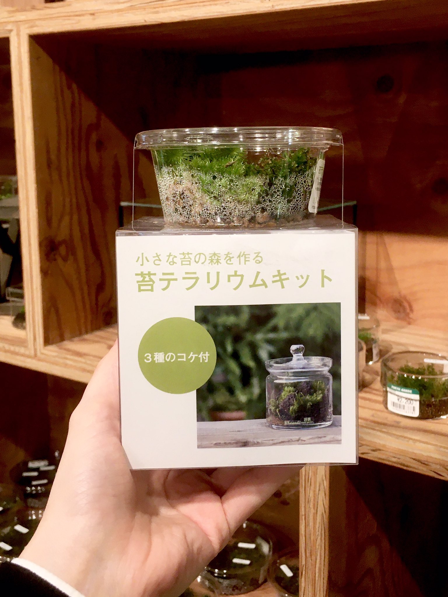 Twitter 上的 東急ハンズ渋谷店 苔テラリウムキット 5500円 税込 容器と苔 土のセットです 室内で直射日光が当たらない場所に置いてください 水やり2週間に1回を目安に 苔の表面が乾いたらあげてください ハンズ渋谷 7aフロア 森 テラリウム