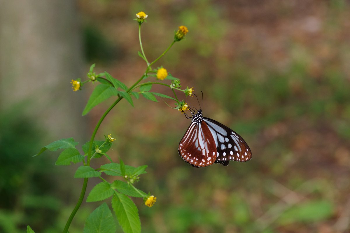 Lethe_sicelis's tweet photo. Gravity
#アサギマダラ #ChestnutTiger (Parantica sita)
#リュウキュウアサギマダラ #CeylonBlueGlassyTiger (Ideopsis similis)
#ヒメアサギマダラ #GlassyTiger (Parantica aglea)
#オオゴマダラ #TreeNymphButterfly (Idea leuconoe)
#蝶 #butterfly #JAPAN https://t.co/878VxrJU6g