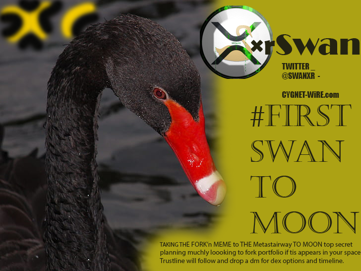 <a href="/swanxr/">XRSwan</a> If you know you know .....