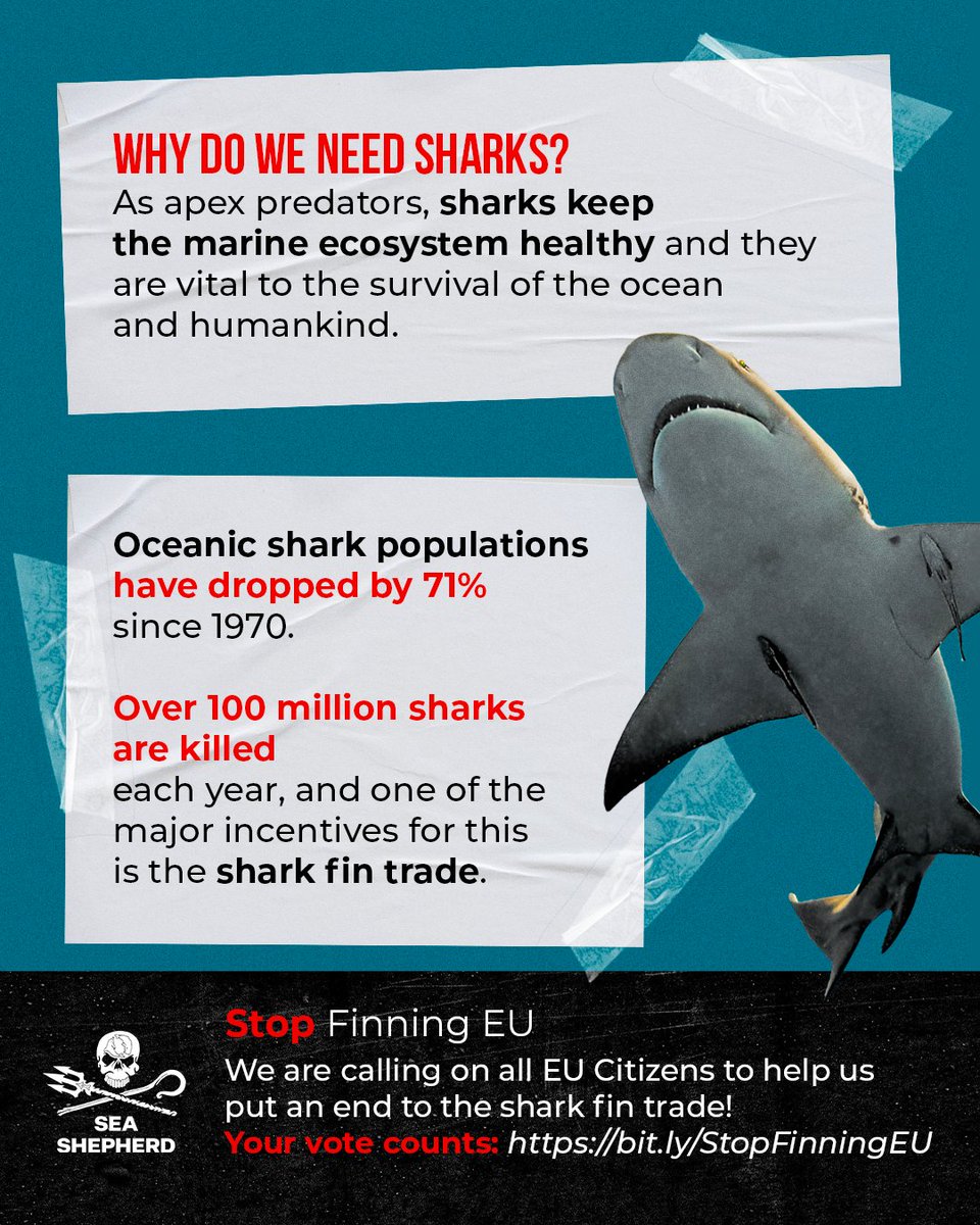 ⏰ The sharks are running out of time! 🦈 We have until January 31st to collect one million votes for the EU Citizens' Initiative to ban the shark fin trade in the EU. Vote TODAY if you're an EU citizen: bit.ly/StopFinningEU SPREAD THE WORD if you're unable to vote. 🙏