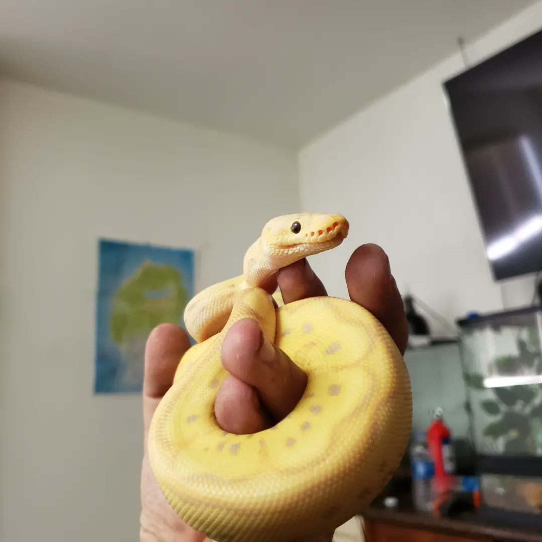 Wreckingpythons's tweet image. This is Lt. Dan he is a Pastel Banana Blade Clown