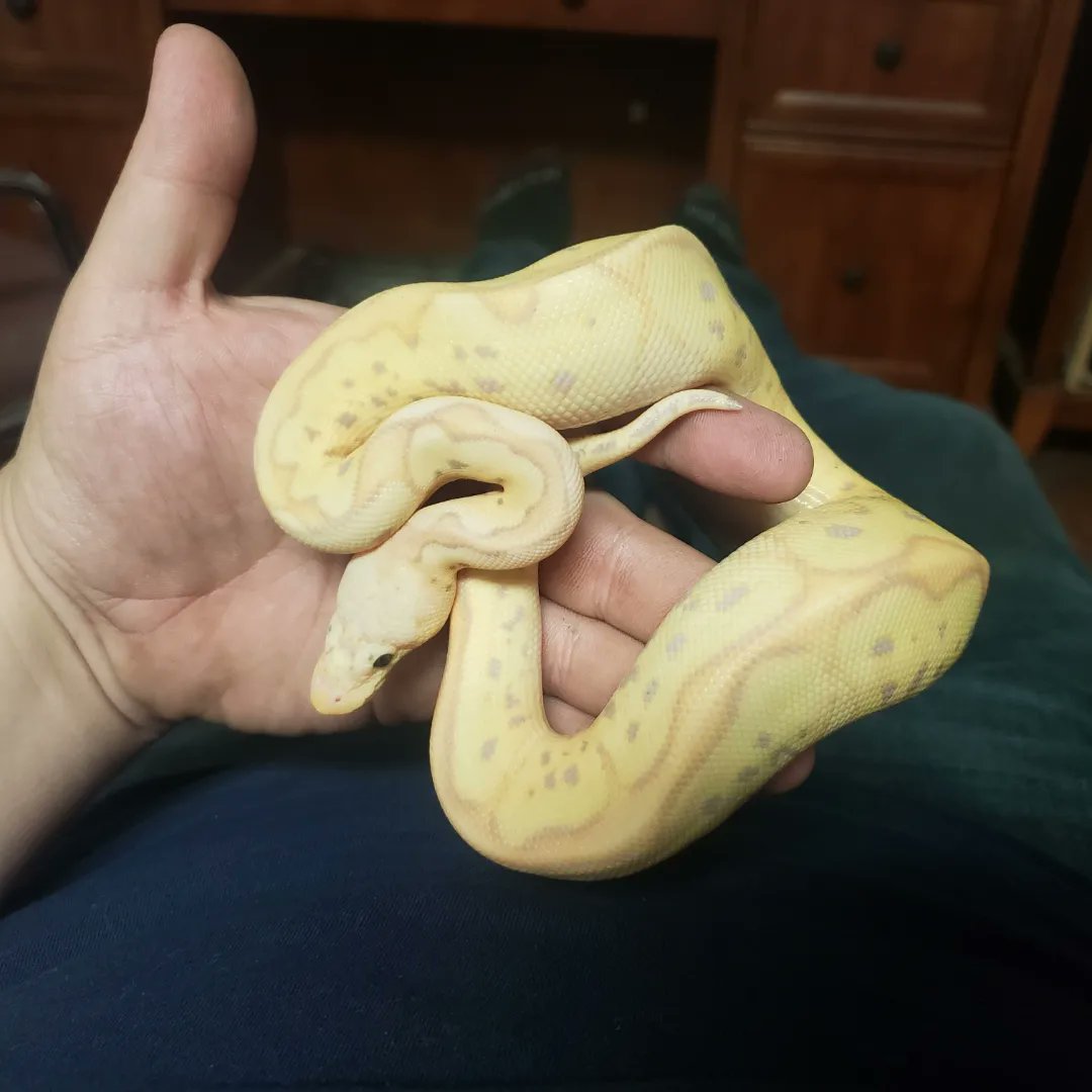 Wreckingpythons's tweet image. This is Lt. Dan he is a Pastel Banana Blade Clown