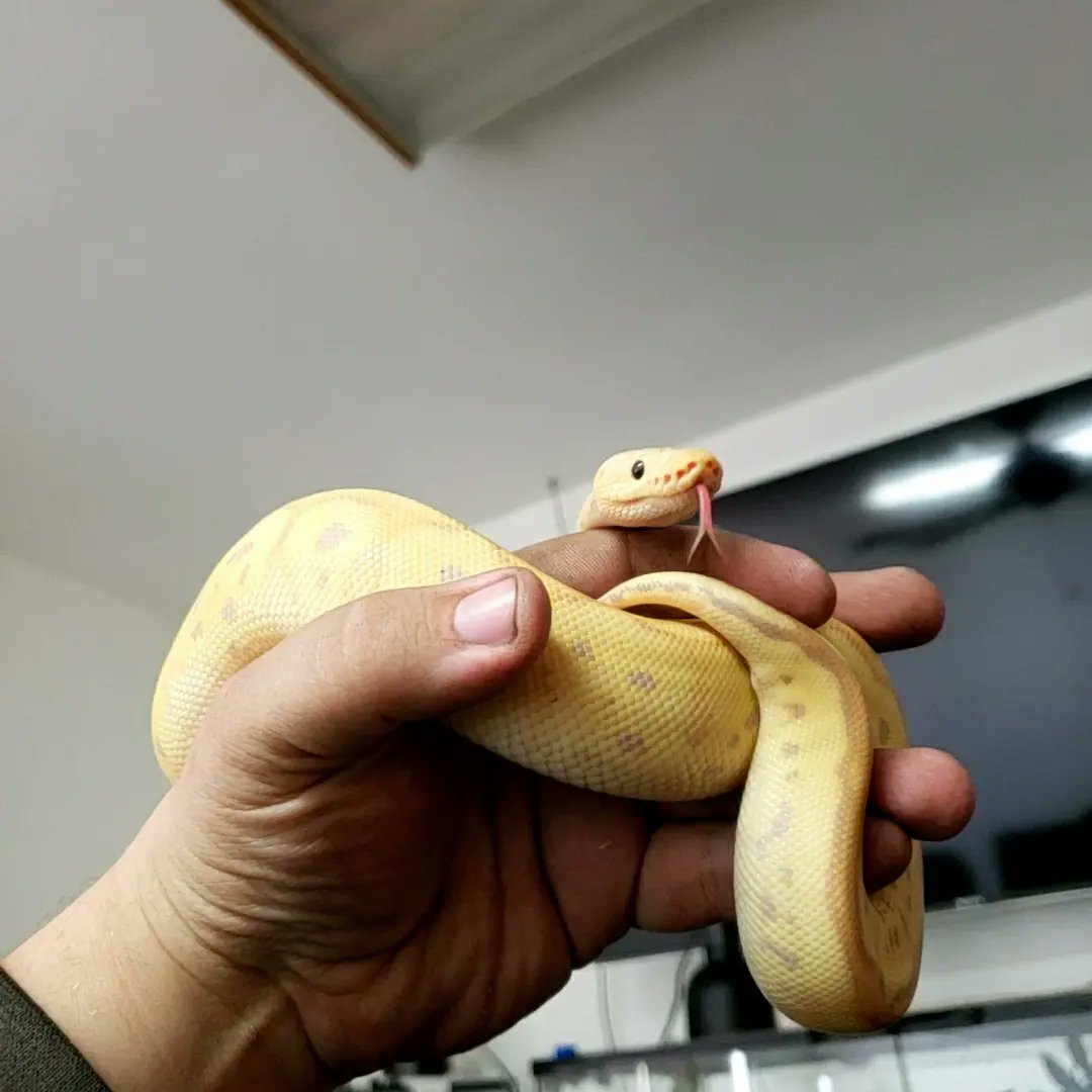 Wreckingpythons's tweet image. This is Lt. Dan he is a Pastel Banana Blade Clown
