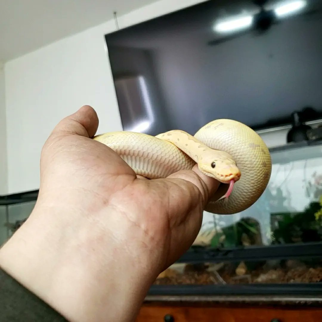 Wreckingpythons's tweet image. This is Lt. Dan he is a Pastel Banana Blade Clown