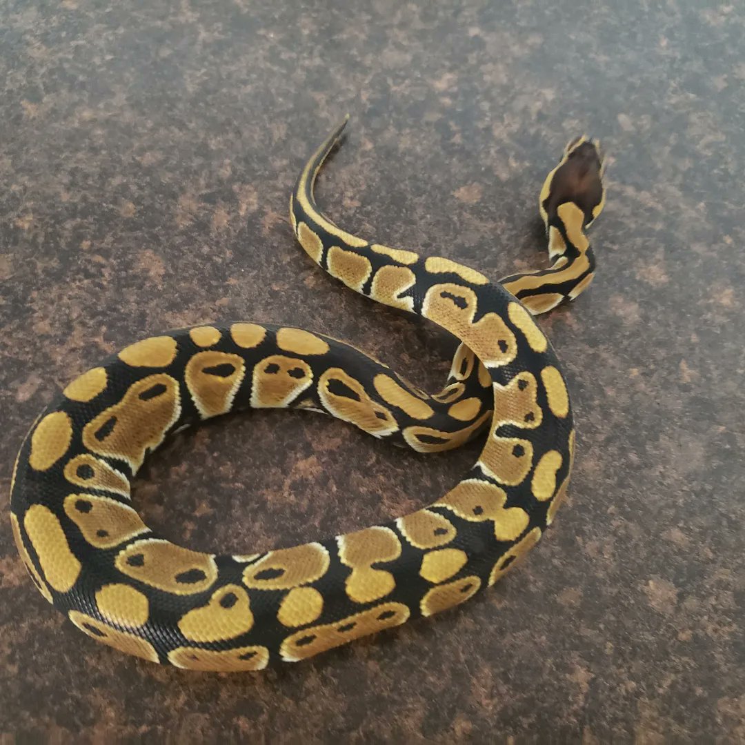 Wreckingpythons's tweet image. This is Harley Quinn, she is a Het clown #Ballpython she belongs to my 11 year old daughter. Her hobbies include watching YouTube and eating 🐀🍑