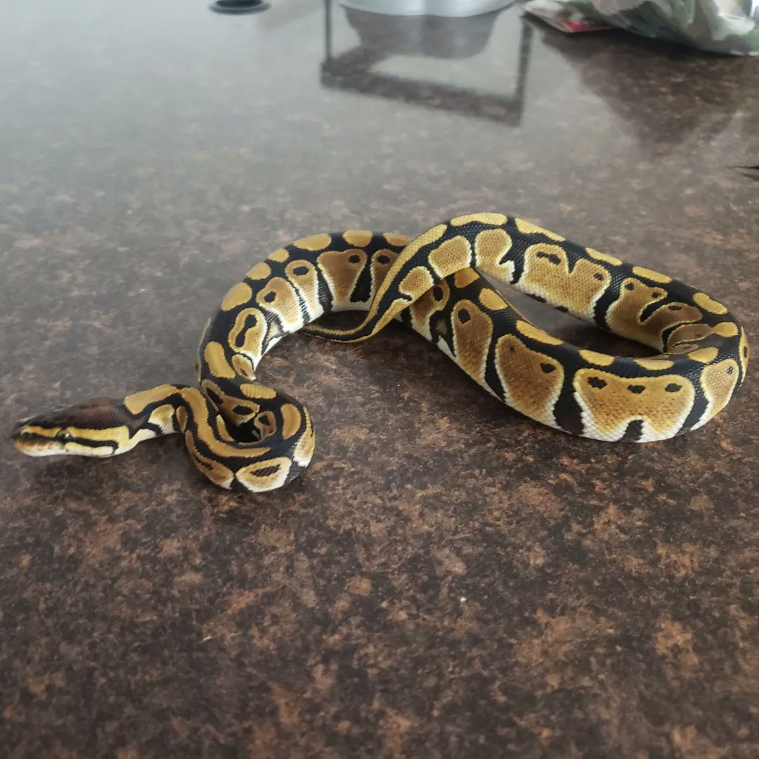 Wreckingpythons's tweet image. This is Harley Quinn, she is a Het clown #Ballpython she belongs to my 11 year old daughter. Her hobbies include watching YouTube and eating 🐀🍑