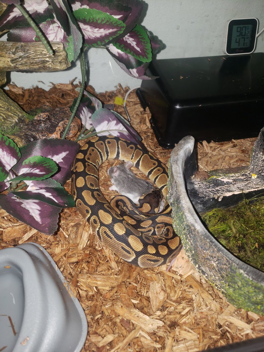 Wreckingpythons's tweet image. This is Harley Quinn, she is a Het clown #Ballpython she belongs to my 11 year old daughter. Her hobbies include watching YouTube and eating 🐀🍑