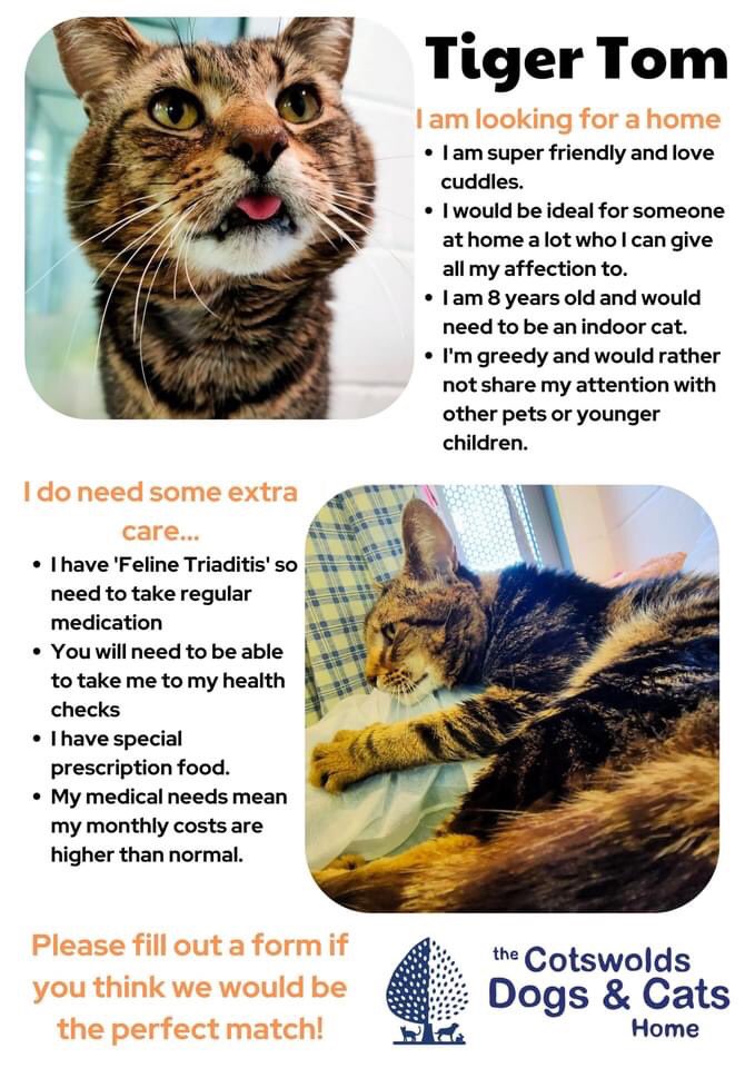cotsdogscats's tweet photo. Tiger Tom is still looking for his perfect match. He’s looking for a quiet home to spend the rest of his days 💕

https://t.co/Tyqfs0hwi7 #cats #gloucestershire   #AdoptDontShop https://t.co/80AVu7OCsG