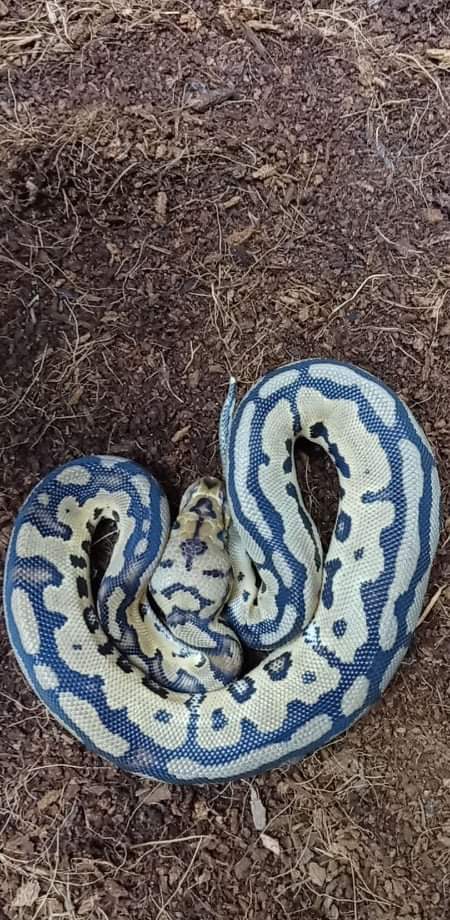 Wreckingpythons's tweet image. This is Scott, We are anxiously awaiting his arrival to the family. He is a Spot nose Clown #Ballpython and he should be arriving sometime this week!