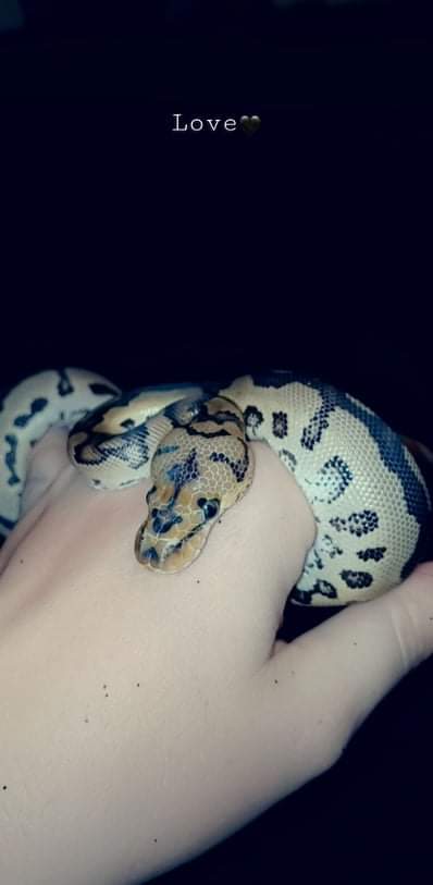 Wreckingpythons's tweet image. This is Scott, We are anxiously awaiting his arrival to the family. He is a Spot nose Clown #Ballpython and he should be arriving sometime this week!