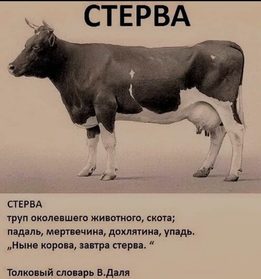___underdog___'s tweet photo. в постели я просто стерва. https://t.co/byFbYg41nj