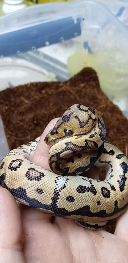 Wreckingpythons's tweet image. This is Scott, We are anxiously awaiting his arrival to the family. He is a Spot nose Clown #Ballpython and he should be arriving sometime this week!