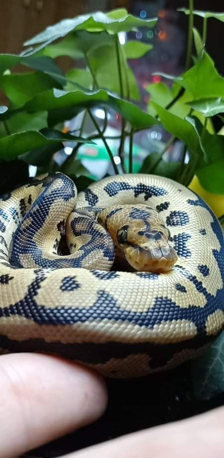Wreckingpythons's tweet image. This is Scott, We are anxiously awaiting his arrival to the family. He is a Spot nose Clown #Ballpython and he should be arriving sometime this week!