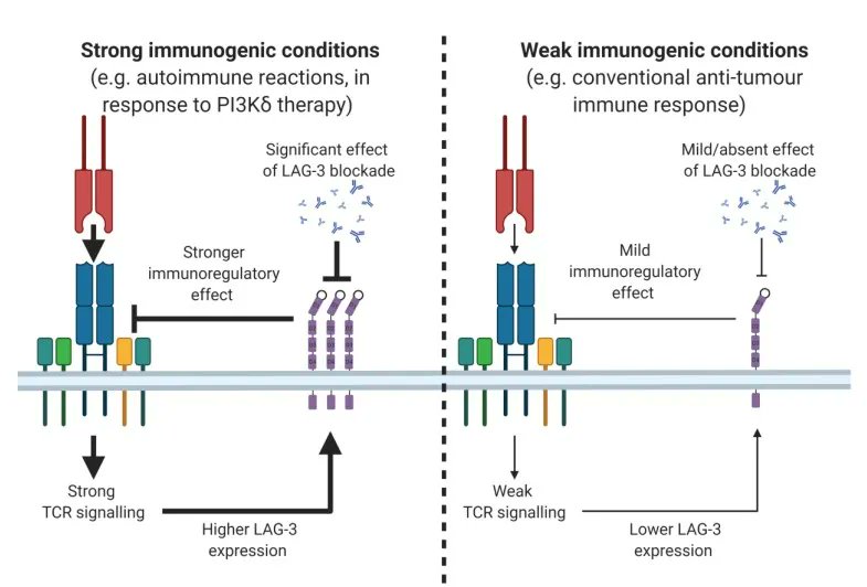 Immunotherapy Advances Journal tweet media