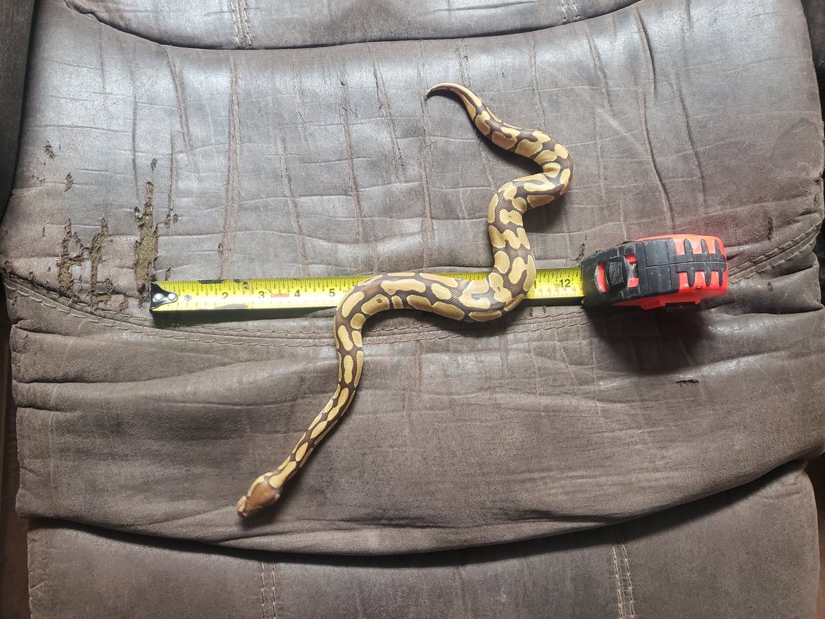 Wreckingpythons's tweet image. This is Karma, she is a Pastel Caramel Albion #Ballpython. She was my first snake in almost 10 years and has definitely sparked a new hobby/ addiction/ business. She is so calm and gentle and loves to hang out.