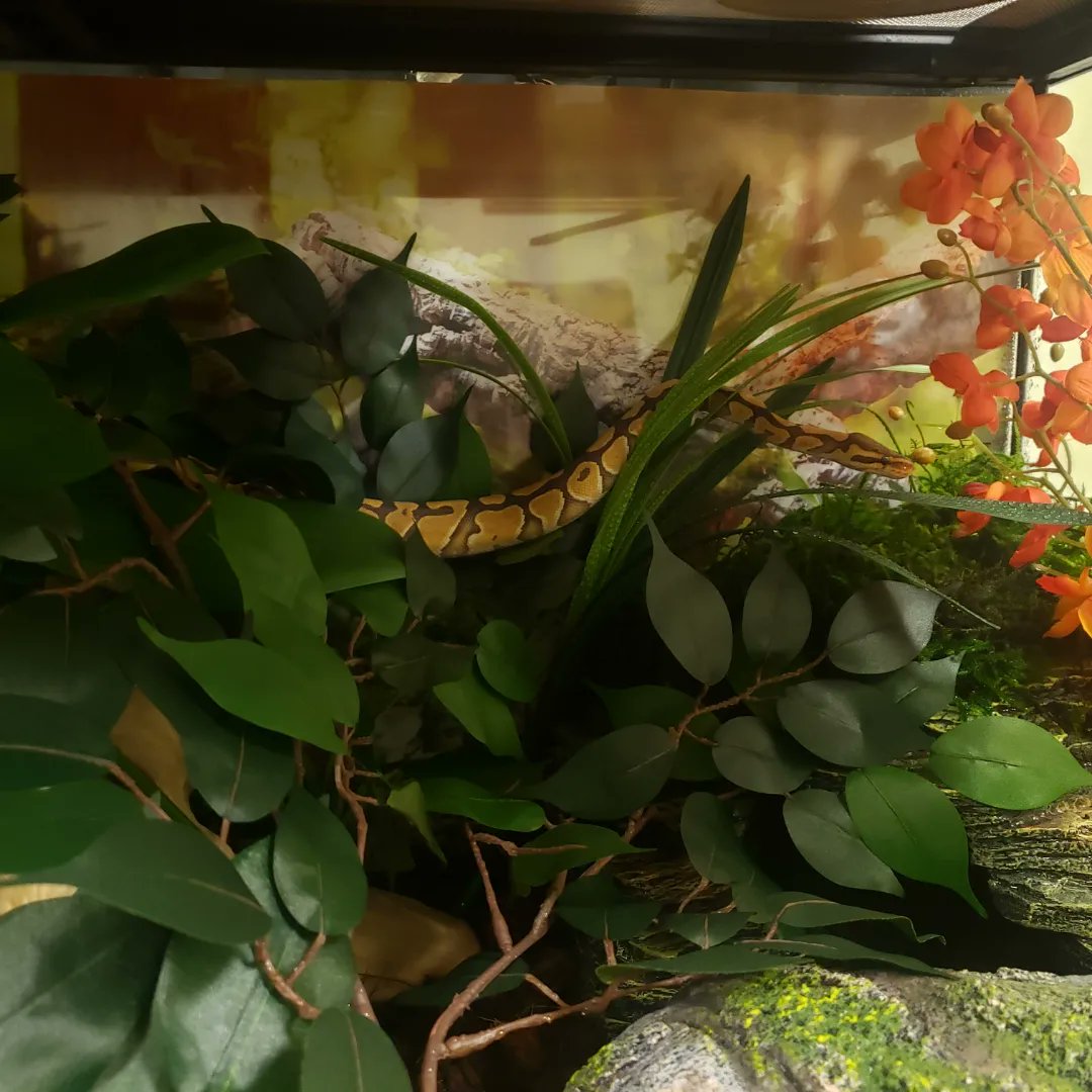 Wreckingpythons's tweet image. This is Karma, she is a Pastel Caramel Albion #Ballpython. She was my first snake in almost 10 years and has definitely sparked a new hobby/ addiction/ business. She is so calm and gentle and loves to hang out.