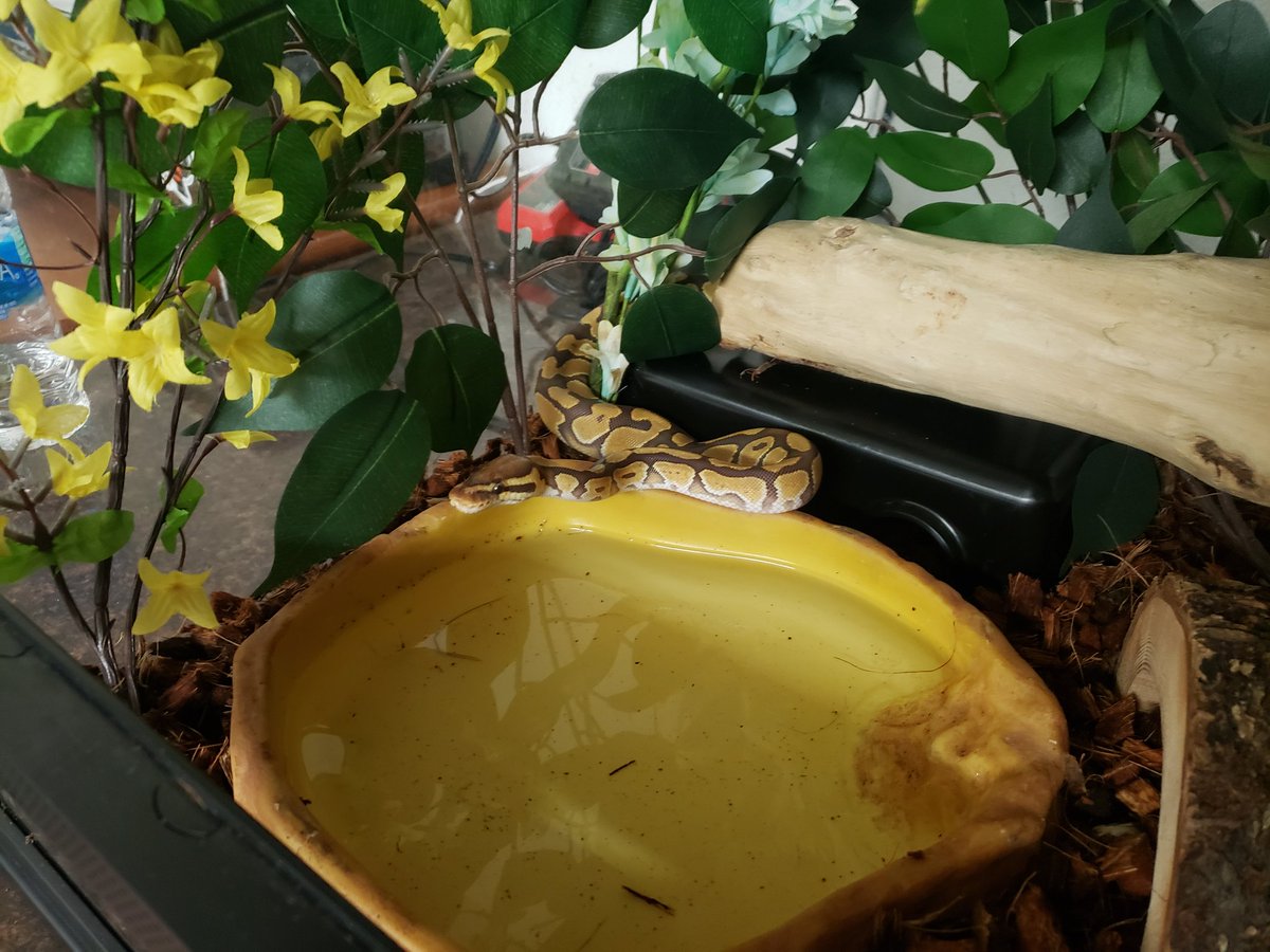 Wreckingpythons's tweet image. This is Karma, she is a Pastel Caramel Albion #Ballpython. She was my first snake in almost 10 years and has definitely sparked a new hobby/ addiction/ business. She is so calm and gentle and loves to hang out.