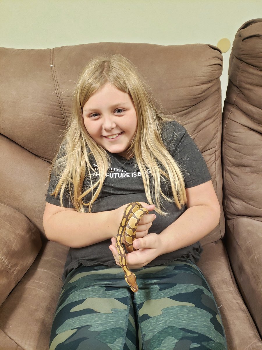 Wreckingpythons's tweet image. This is Karma, she is a Pastel Caramel Albion #Ballpython. She was my first snake in almost 10 years and has definitely sparked a new hobby/ addiction/ business. She is so calm and gentle and loves to hang out.