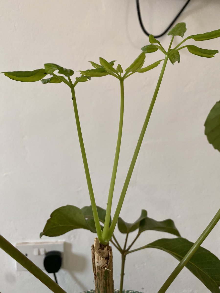 tehecaug's tweet photo. You’ll always come back stronger and tougher if you persist.

No better motivation for our team this year than this office plant that has sprout 🌱 3X from the broken stem. 

#tehecaCares https://t.co/Lr02AQ2wk3