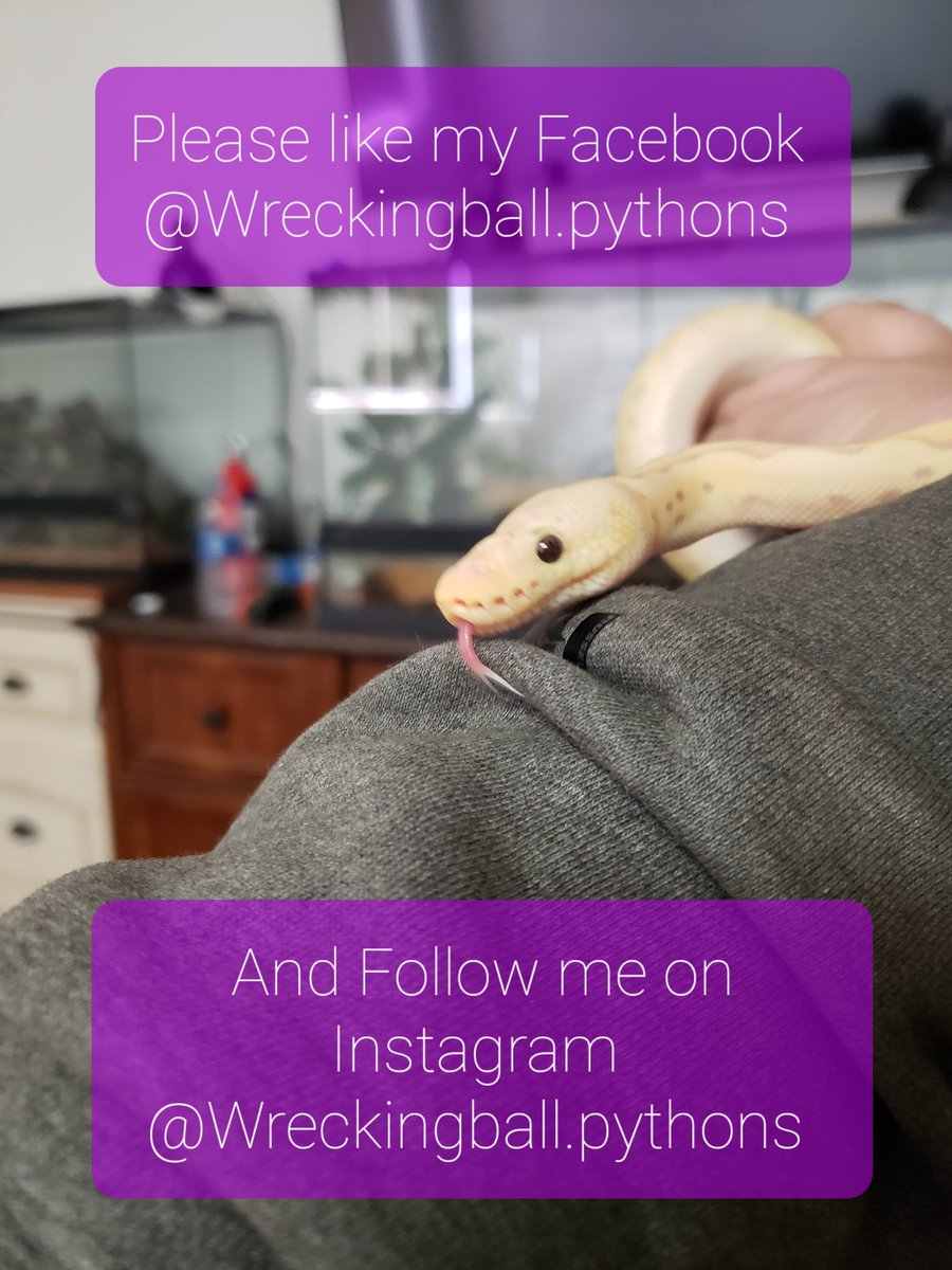 Wreckingpythons's tweet image. Don't forget to follow here as well please 😊