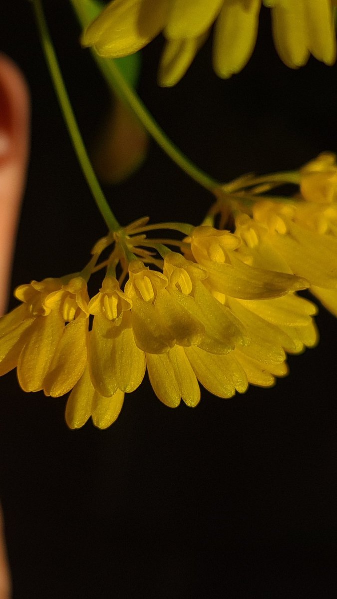 PedroSpinola90's tweet photo. #Bulbophyllum retusiusculum
This tiny #orchid is native from #China to #Thailand where it grows as an #epiphyte and less commonly as a #lithophyte in warm to cold conditions. Rather compact, it is super floriferous even though its #flowers do not last long.
#madeiraislands https://t.co/VAtgiTS6M5