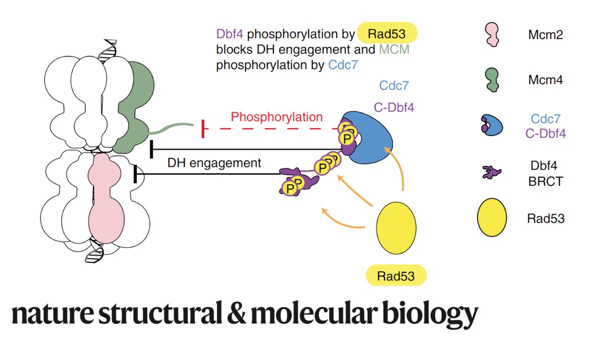 NatureSMB's tweet photo. #CryoEM work by Greiwe, Costa, Diffley &amp;al @TheCrick shows how DDK selectively targets DNA-loaded MCM helicase to trigger #replication origin activation. Checkpoint kinase Rad53 blocks origin firing by impairing double hexamer engagement by DDK #openaccess https://t.co/swfSxYGKYv https://t.co/ATunT6OiC5