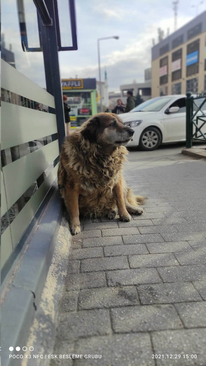 Kimseye zararı olmayan bir can. #MahalleSakinimeDokunma