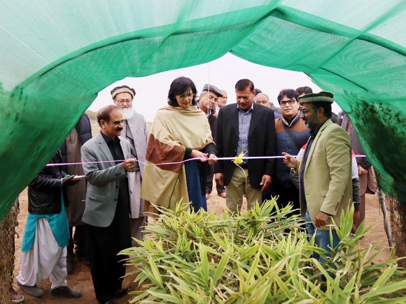pakco_updates's tweet image. #Dec3rd 

4. SAPM @SaniaNishtar inaugurated 1st ever #ginger cultivation during the Ginger #Harvest Workshop held in the #Balkasar area of #Chakwal, #Punjab.
This was the 1st ginger harvest piloted in #Pakistan &amp;amp; it was grown in 11 months, which is usually imported.
#BreakingNews