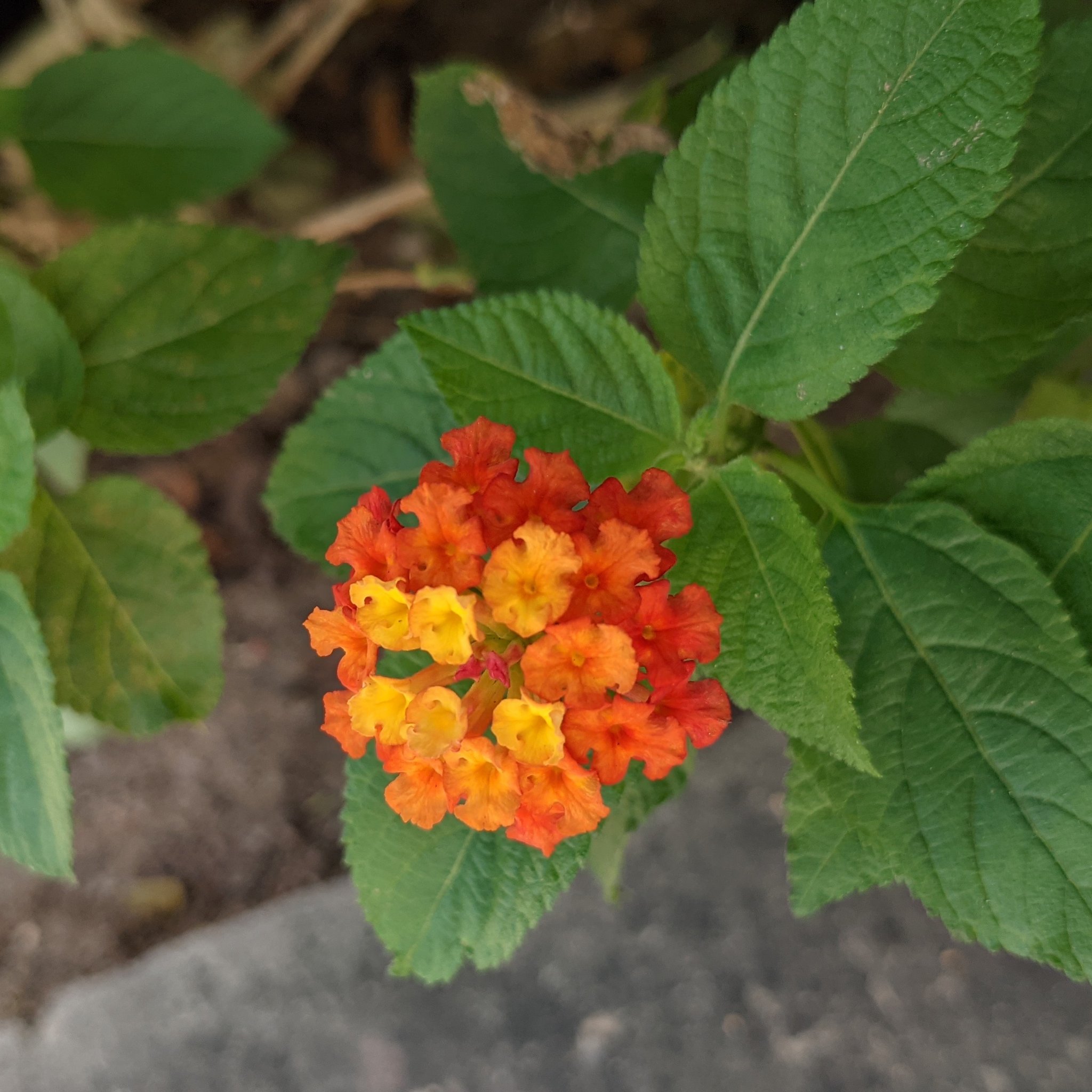 تويتر まいん Minegapore