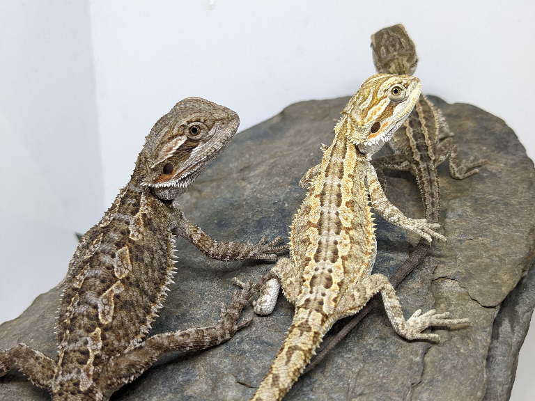We are open today from 11am until 8pm! Lots of baby Bearded dragons 🐲, Stick Insects🪵, Praying Mantis 🙏, Leopard Geckos 🦎 and Tarantulas 🕷️!