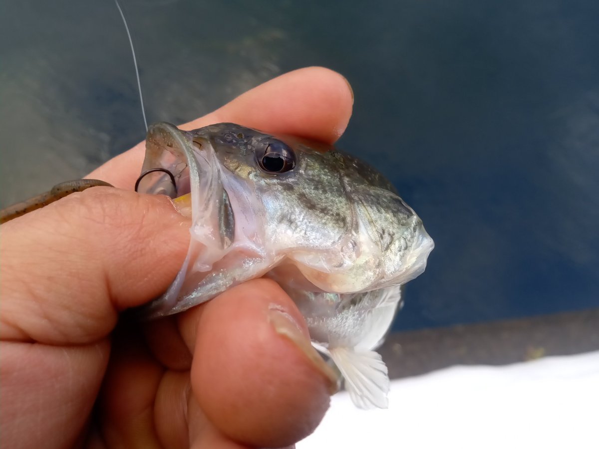 本日の釣果
画像の小バス一匹
ボウズは免れた(笑)
＃Daiwa