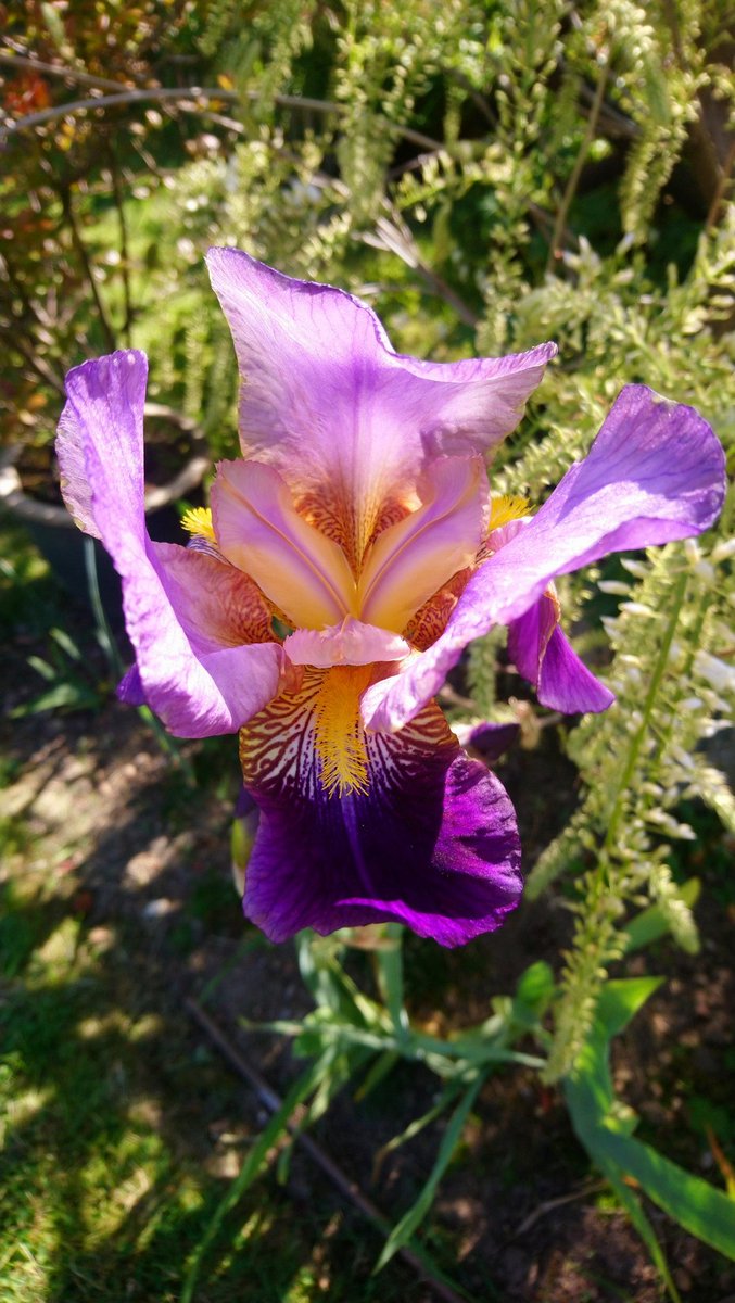 #FlashBack2021
Bearded Iris. Freeplant. My first bloom. My first bearded Iris plant ever. She's perfect. Made me smile all day. Oh happy days. 5 bulbs given, only 2 flowered. Waited 2 years. Hope to see the others this year. #gardening #mygarden #pollinatorfriendlyflowers