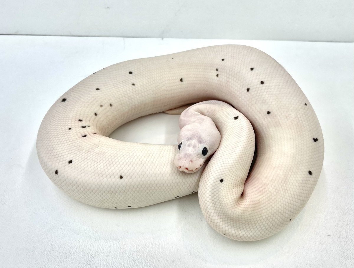 爬虫類倶楽部ひたちなか店のtwitterリアルタイム検索結果 Meyou ミーユー