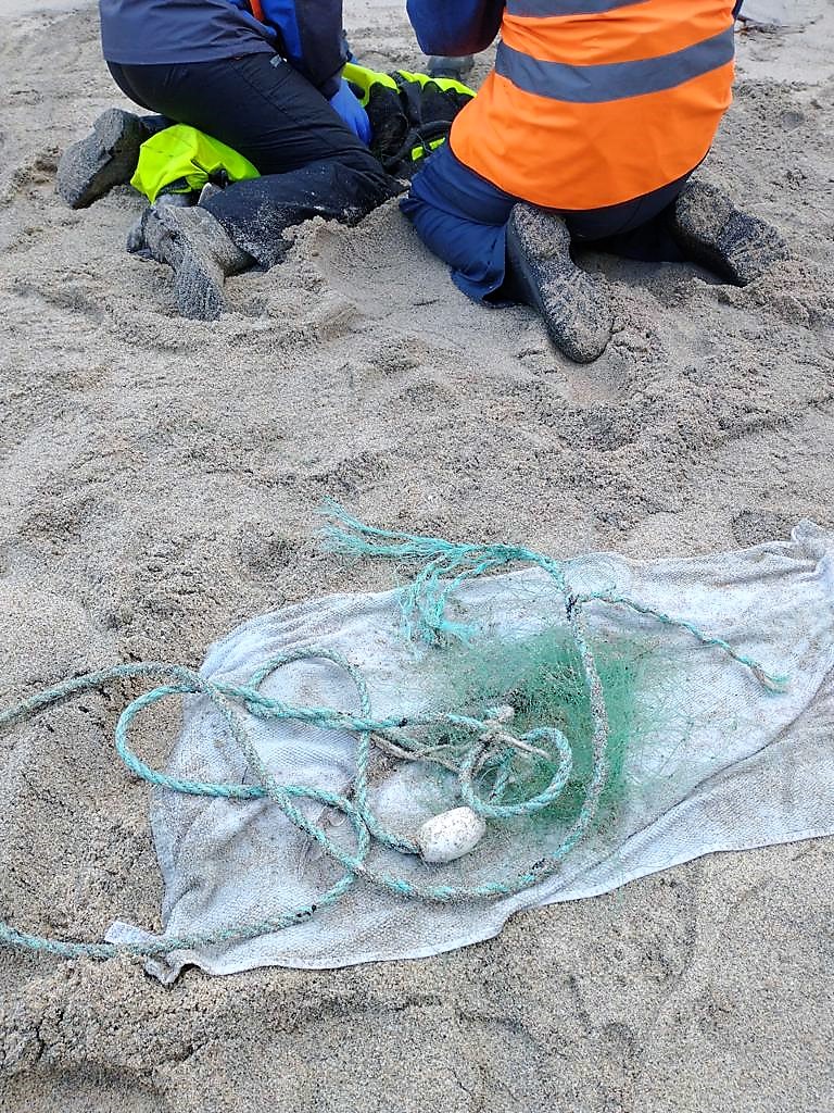 New Years Day seal rescue at Boat Cove by <a href="/BDMLR/">BDMLR</a> marine medics - rope and netting cut safely off pup in hr long operation (video &amp; fundraiser on our FB page). Thanx to all involved @CwallWildlife <a href="/TinCoastNT/">Tin Coast NT</a> <a href="/BBCCornwall/">BBC Cornwall</a>