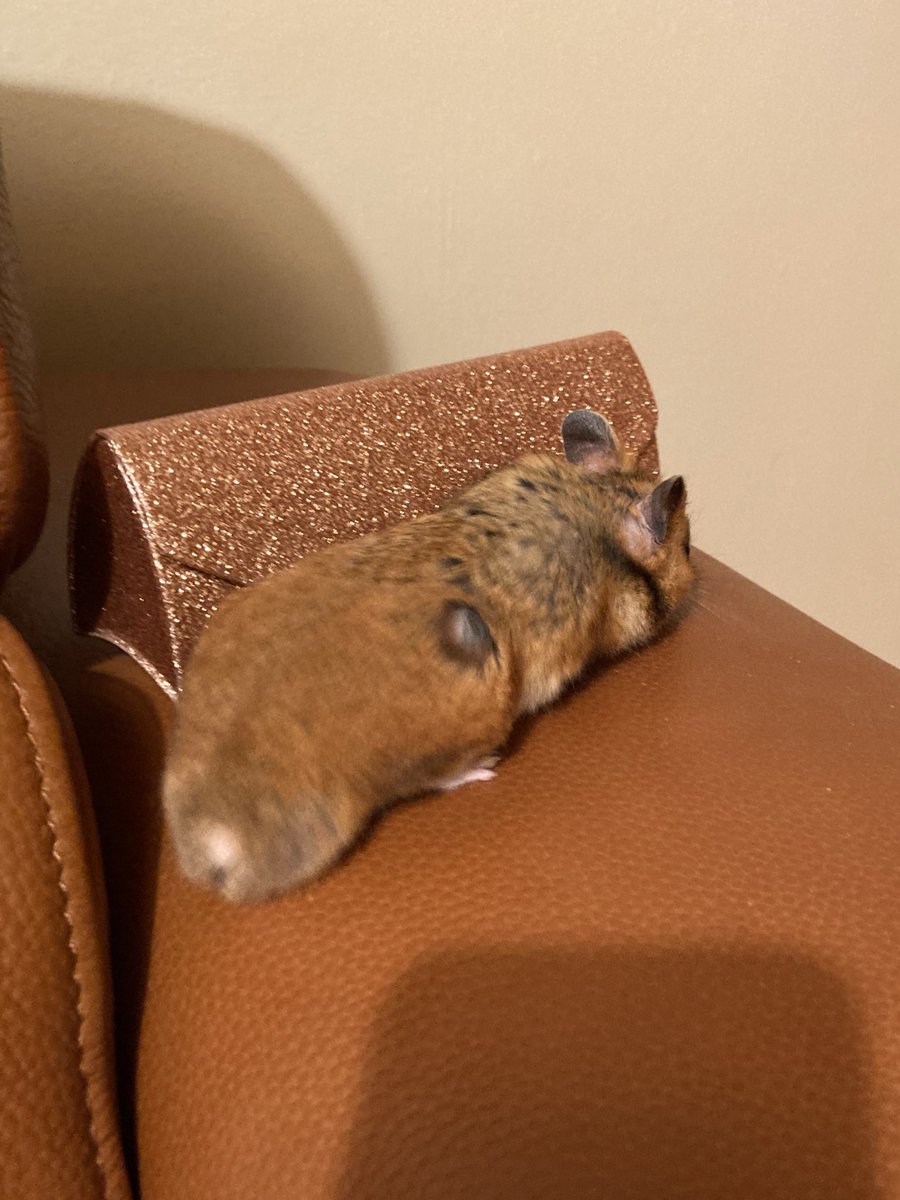 Is this the new Hamster carrier I bought on Wish? 👀👀