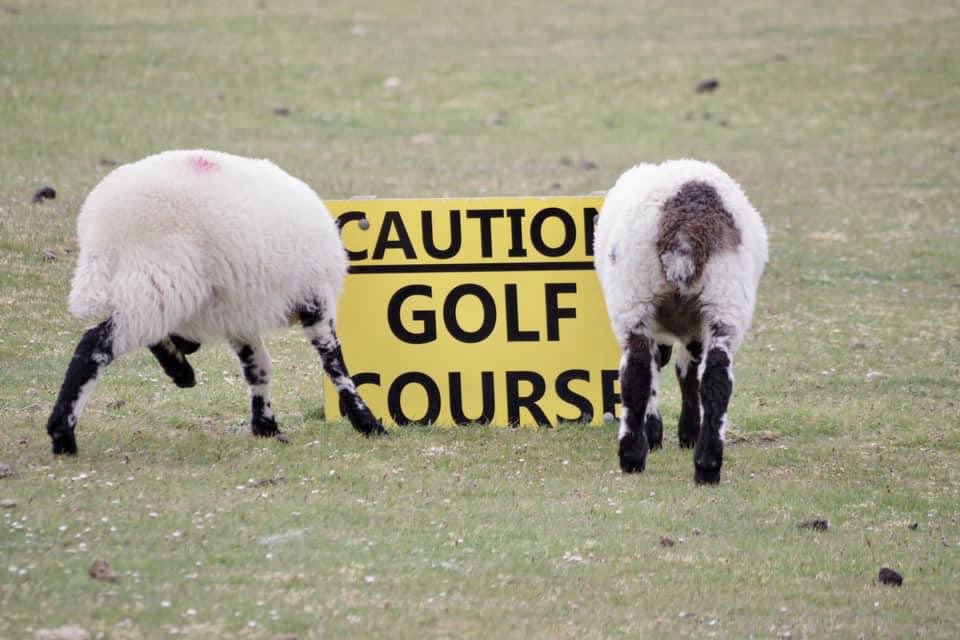 RNDGolfclub's tweet photo. Happy New Year from the RND locals 🐑⛳️

#TheRoyalNorthDevonGolfClub #LinksGolf #Sheep #Top100GolfCourse https://t.co/nNJYP6KyZh