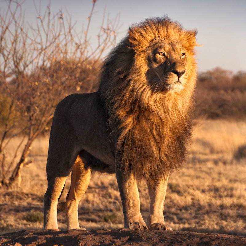 Le_King_509's tweet photo. Je Follow Tout Ce qui Like, Commente Ce Tweet 🔥🔥🔥

LE ROI LION EST DE RETOUR👑🔥❤️ https://t.co/oVntyN1xxF