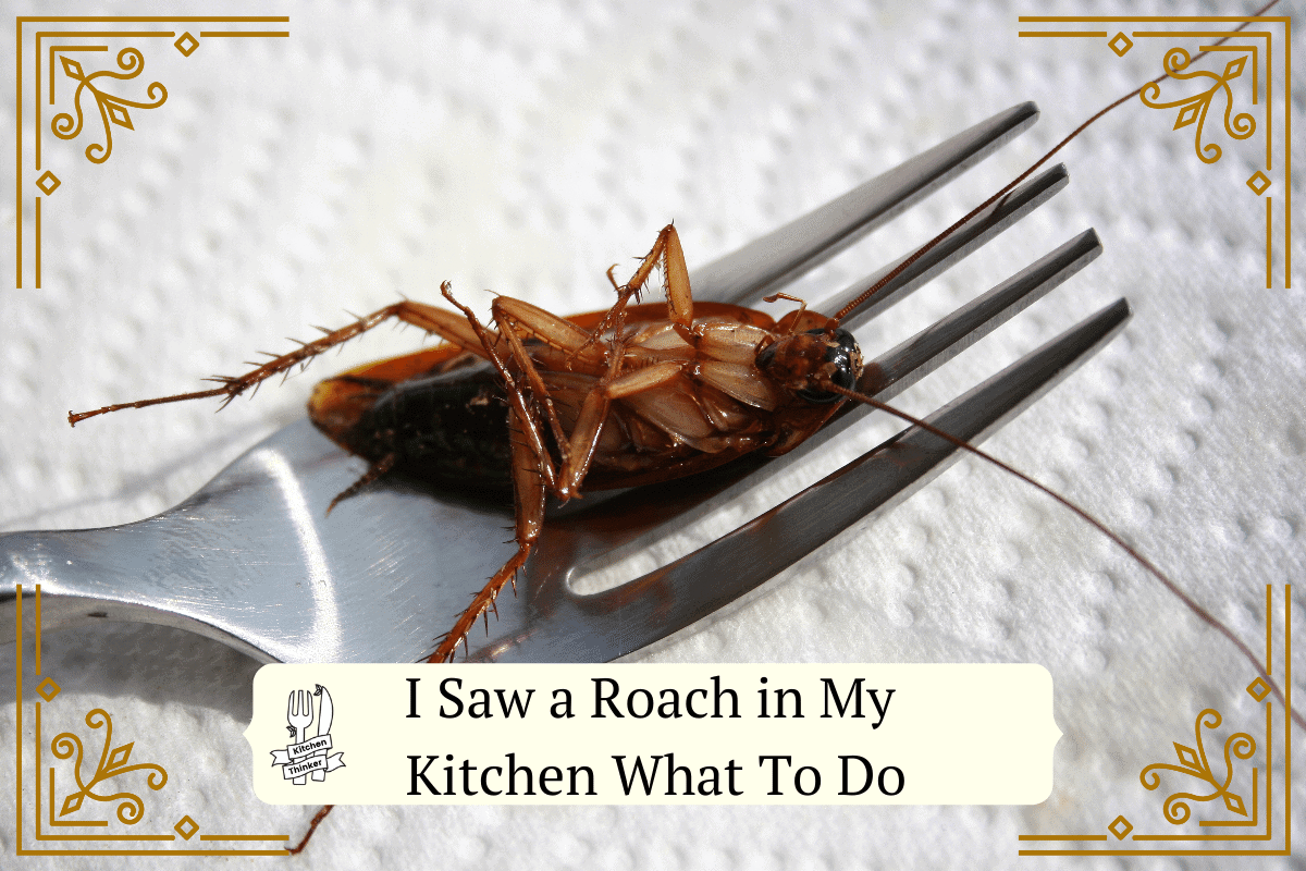 KitchenThinker2's tweet photo. Nightmare scenario!! https://t.co/5uIInkRM0V #kitchencleaning #pestcontrol #buginkitchen #cockroach #nightmare #kitchenthinker https://t.co/mEt56a1otm