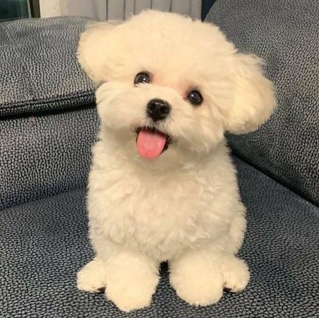 mingyu as puppies 🐶 (@mingyupuppies) on Twitter photo 