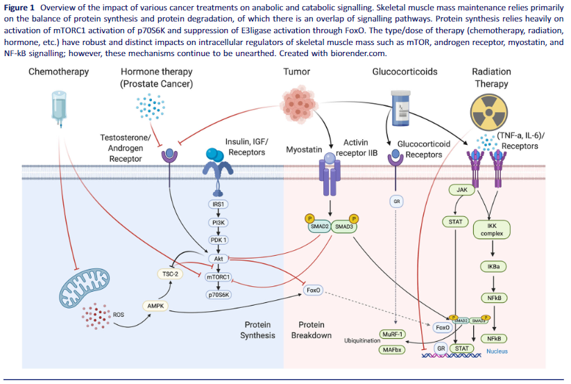 DrMyohead's tweet photo. Muscle wasting in cancer: opportunities and challenges for exercise in clinical cancer trials

Excellent read from @CiaranFairman @simonloenbro @TomCardaci @b_veen17 @TSNils 

Thread from author here: https://t.co/NDiPlrs0MF

https://t.co/WWDFYDuJOv https://t.co/BhbwqzcJgj