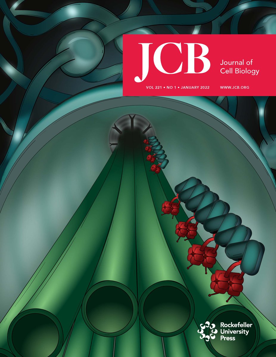 JCellBiol's tweet image. Our January cover shows an artistic representation of #dynein-2 motors (red) powering retrograde intraflagellar transport on axonemal #microtubules (green). From De-Castro et al (bit.ly/3q9Qhe5) Artwork by @MariaJDe_Castro 
JCB January Issue: bit.ly/3mvnUEF