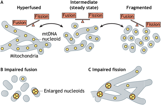 Check out our latest Review by Sabouny <a href="/rsabouny/">Rasha Sabouny, PhD</a> and Shutt <a href="/MitoMORPH/">ShuttLab</a> <a href="/UCalgaryMed/">UCalgaryMedicine</a> <a href="/UCalgary/">U Calgary</a> on the role of mitochondrial dynamics in mtDNA maintenance: ow.ly/I0OX50HlILR