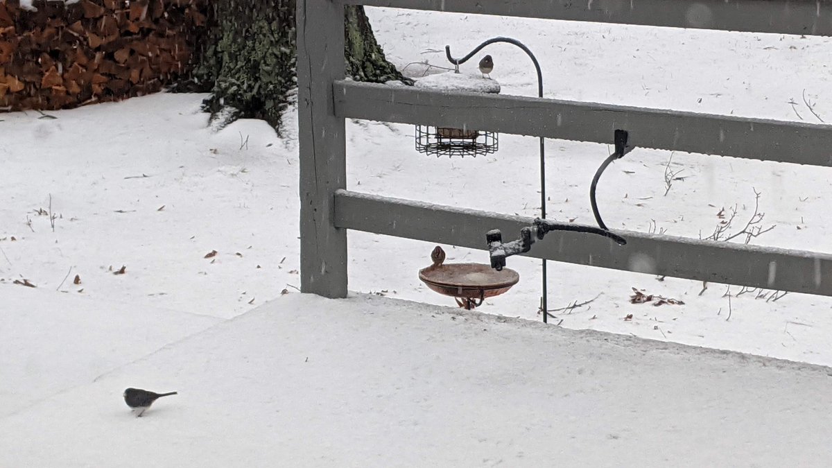 Behind the scenes of the #nature stream at Twitch.tv/LexLeBrun... Pictured: (snowy) #bird bath, mounted camera stand, two #darkeyedjunco, and a #songparrow!

#BirdsSeenin2022 #birding #NaturePhotography #snowday #twitchstreamer