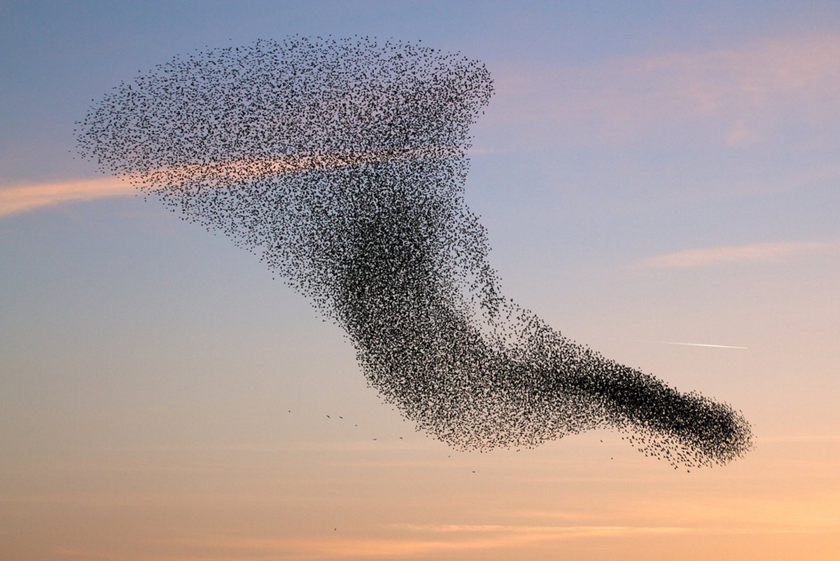 carrod's tweet photo. Comprender los sistemas complejos, el vuelo de las aves y el premio Nobel  via: Kiko Llaneras

https://t.co/PCaV8oU2qw #murmuration https://t.co/PKY9lgfxkJ
